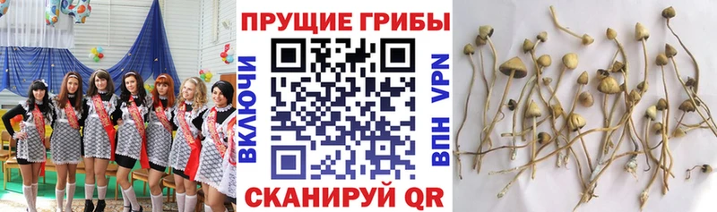 Псилоцибиновые грибы Psilocybine cubensis OMG ссылка Звенигород